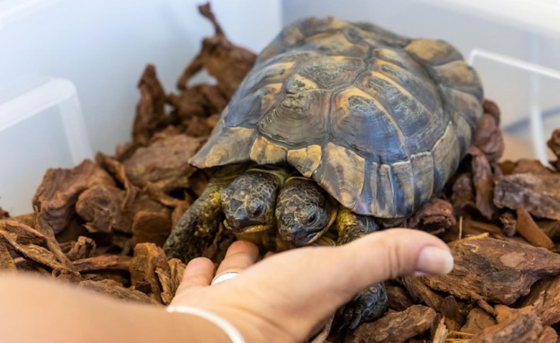 Countdown to 25th birthday of two-headed tortoise Janus